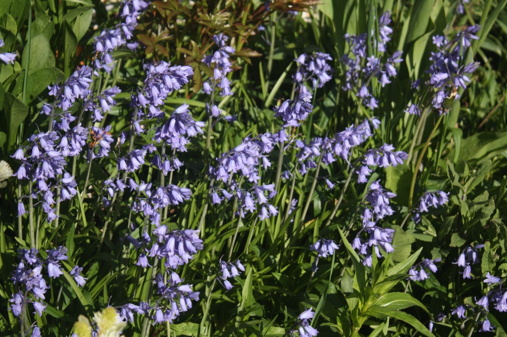 Hyacinthoides hispanica (Spanish bluebells), an annoying invasive plant